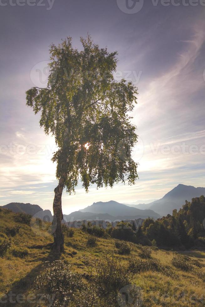 Silhouette of a birch plant in alpine landscape photo