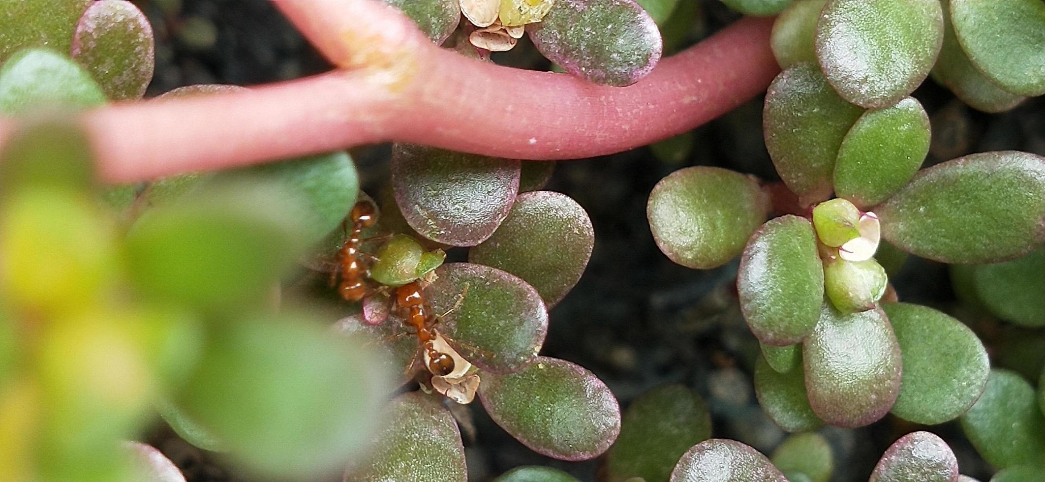 foto de flor seca