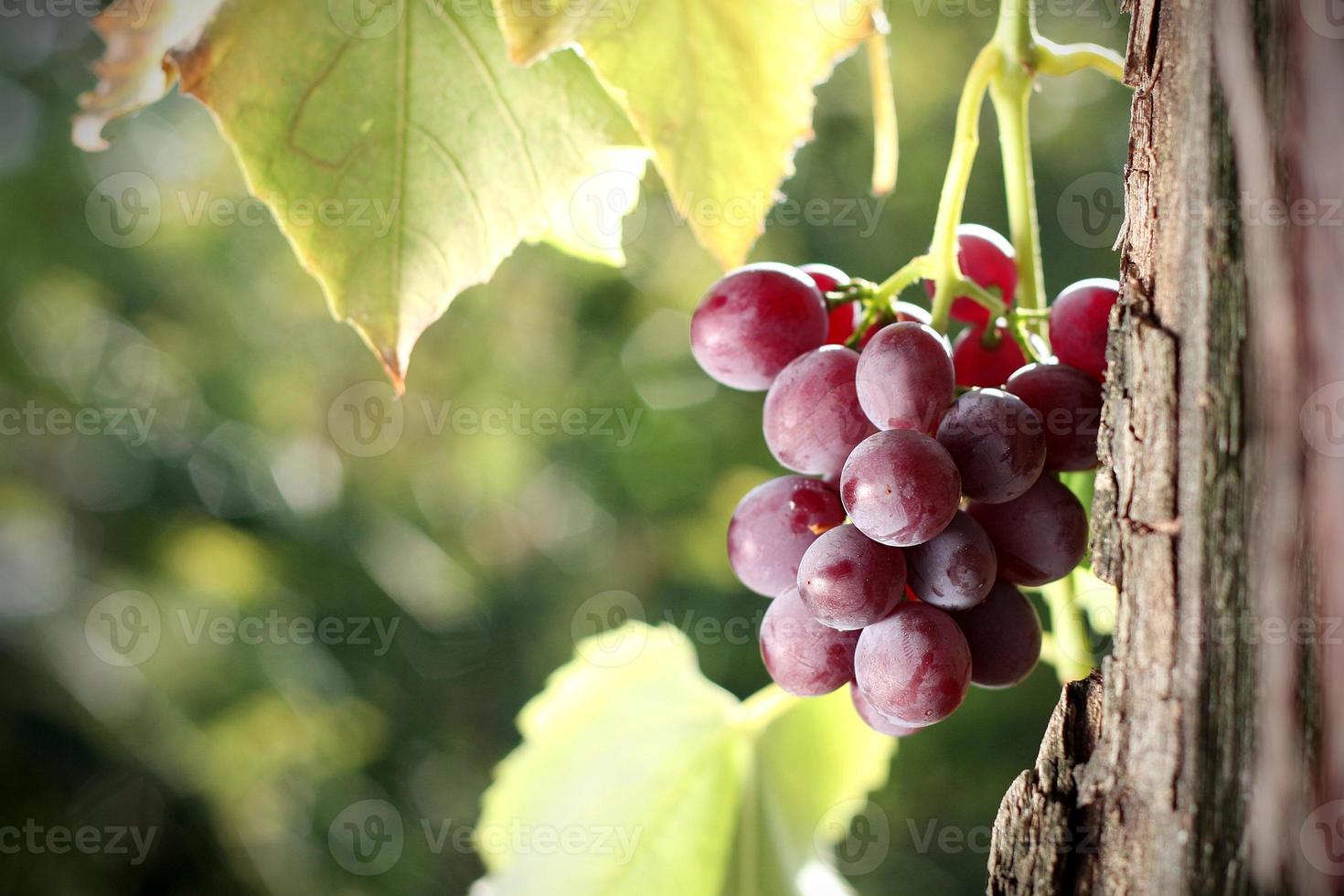 Grape cluster in vineyard photo