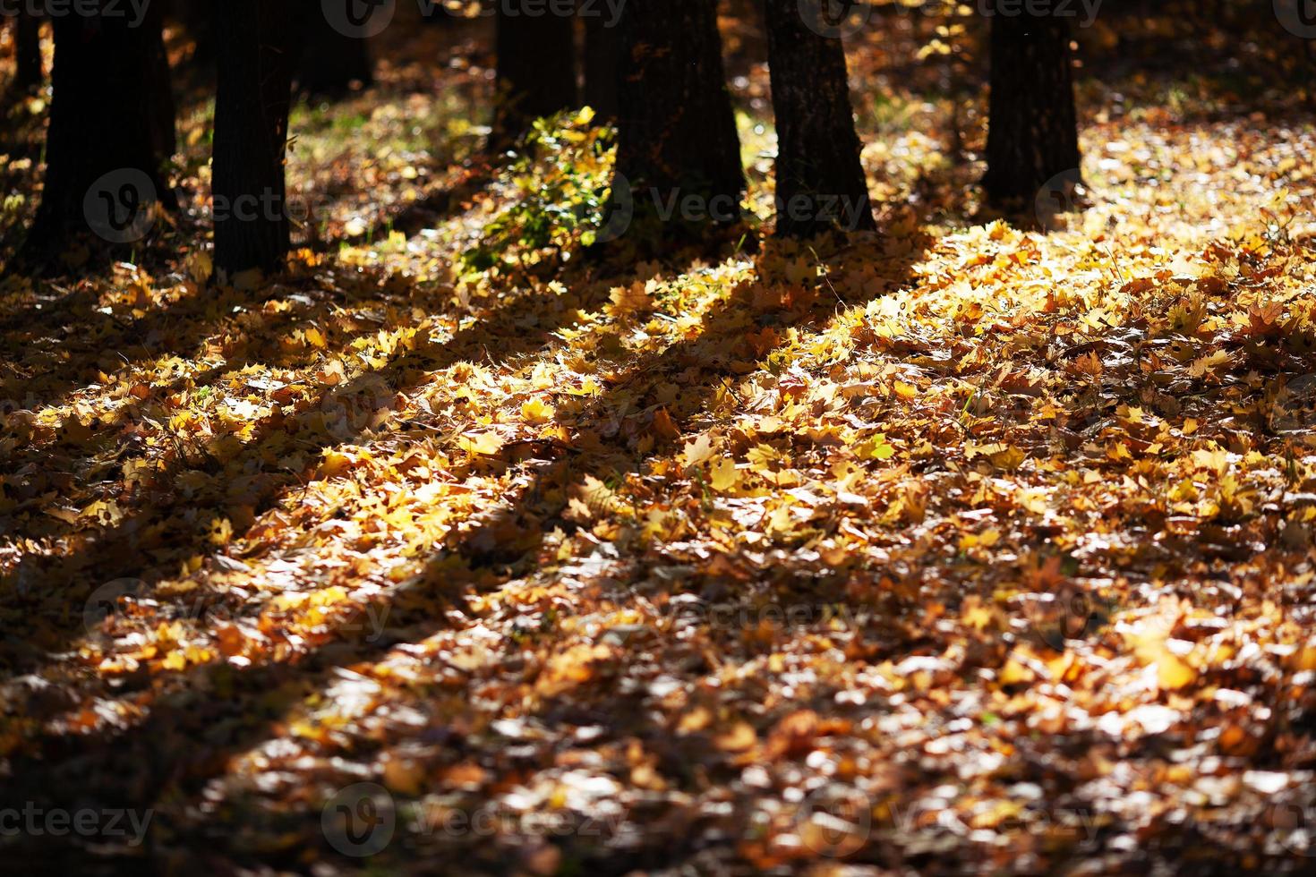 Ground is strewn with yellow maple leaves photo