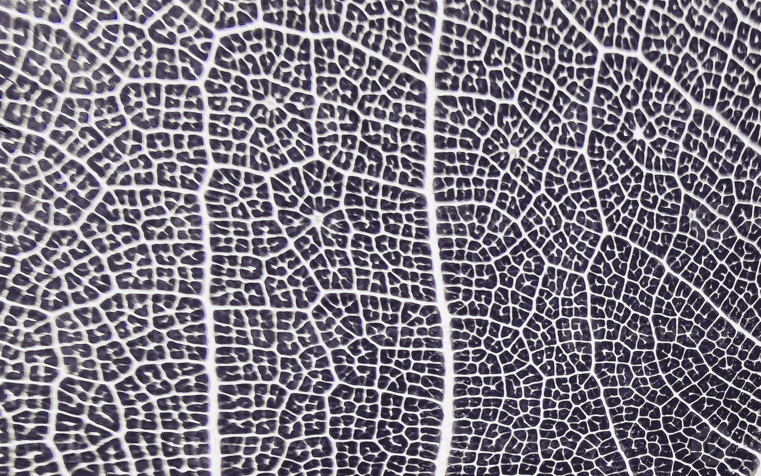 The detail image of a leaf. Macro image for design effect. Vein, midrib, and blade close up. photo