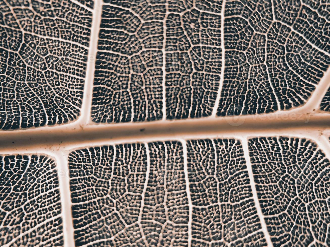 la imagen de detalle de una hoja. imagen macro para efecto de diseño. vena, nervadura central y hoja de cerca. foto