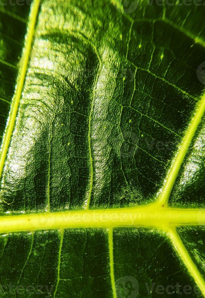 la imagen de detalle de una hoja. imagen macro para efecto de diseño. vena, nervadura central y hoja de cerca. foto