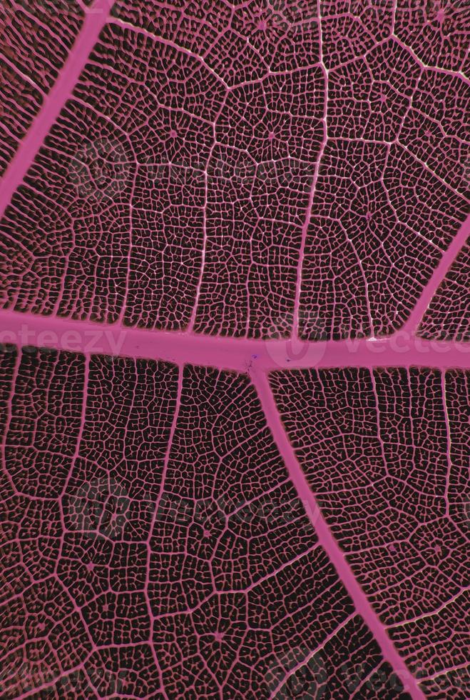 The detail image of a leaf. Macro image for design effect. Vein, midrib, and blade close up. photo