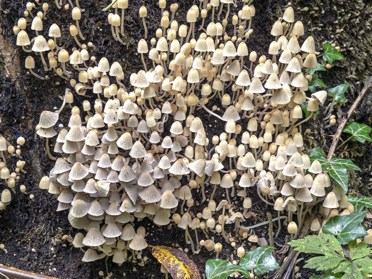 Cluster of brittlestem mushrooms on a rotting tree stump photo