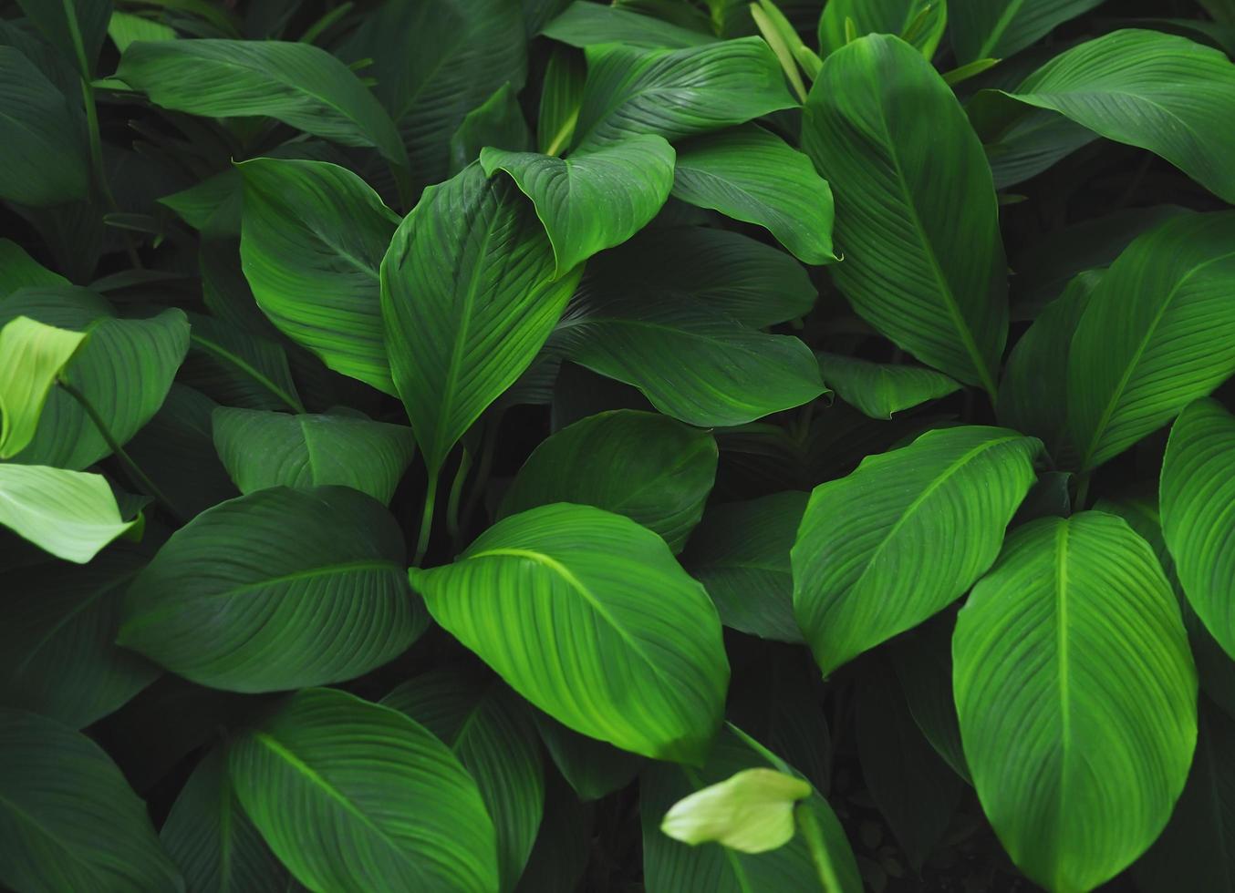 Fondo de patrón de hojas tropicales verdes, fondo natural y papel tapiz. foto