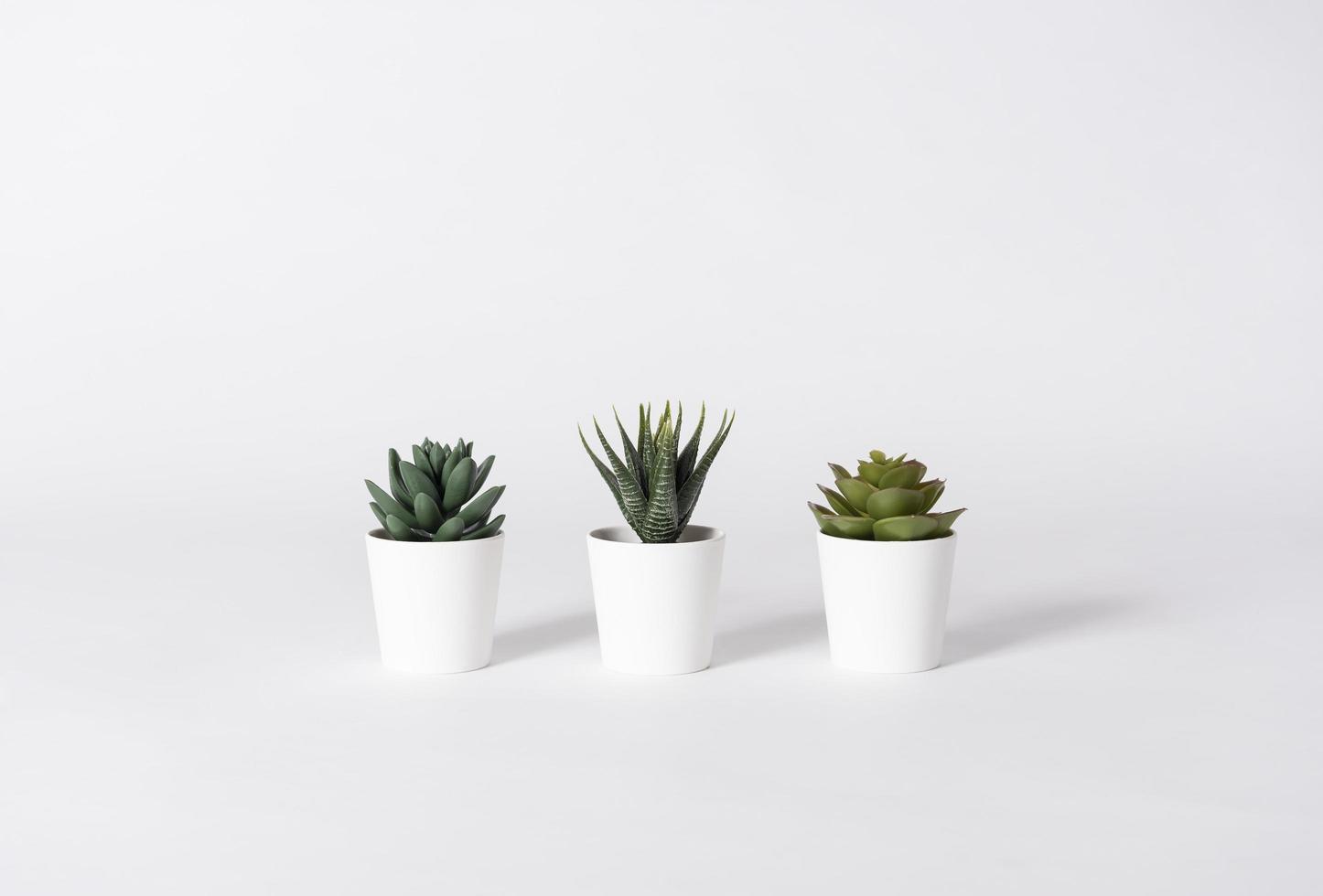 colección de varios cactus en maceta sobre fondo gris. foto