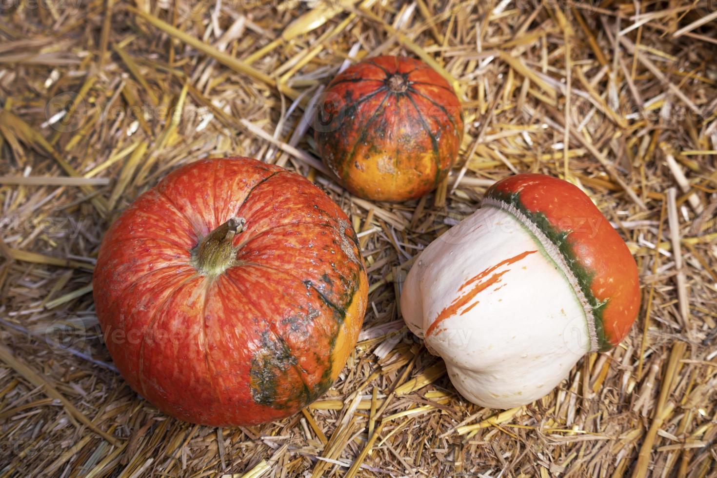 Tres calabazas naranjas decorativas sobre un fondo de paja. foto