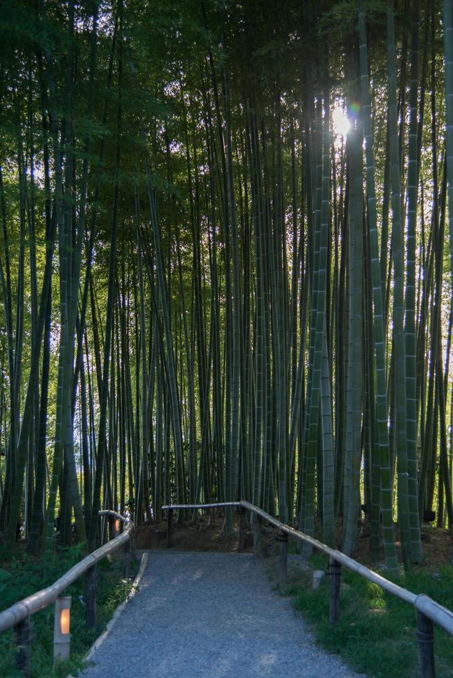 hermoso camino que atraviesa un bosque de bambú con los árboles que protegen del sol. al aire libre sin gente japón foto