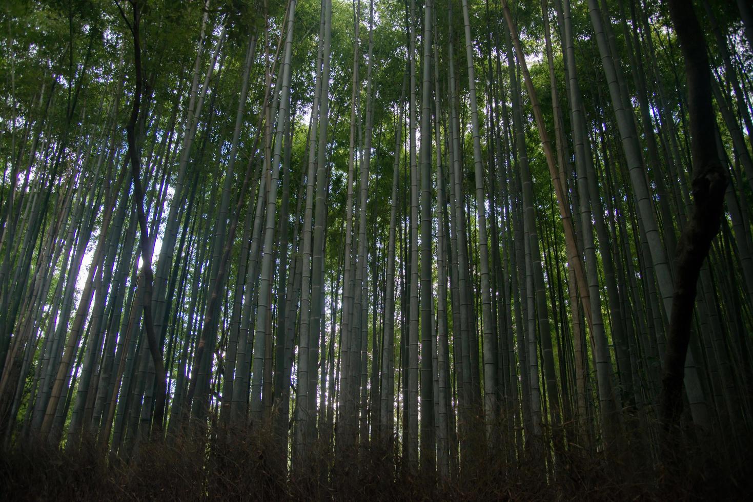 vista de un bosque de bambú visto desde el interior. magníficos árboles que protegen del sol. Japón foto