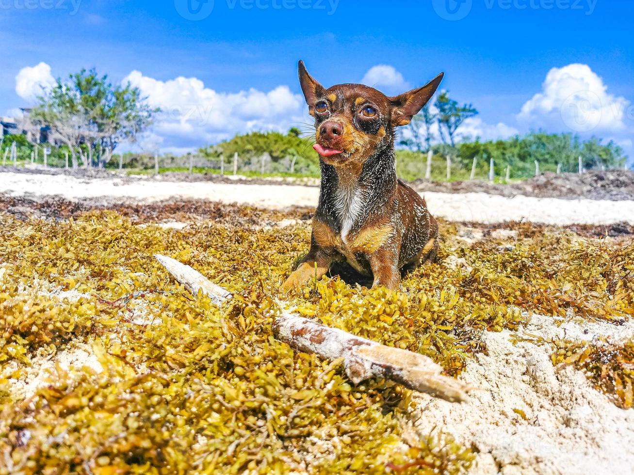 Mexican Chihuahua dog playful on beach Playa del Carmen Mexico. photo
