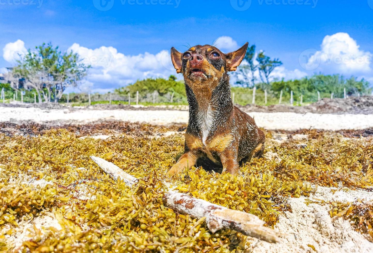 Perro chihuahua mexicano juguetón en la playa playa del carmen mexico. foto