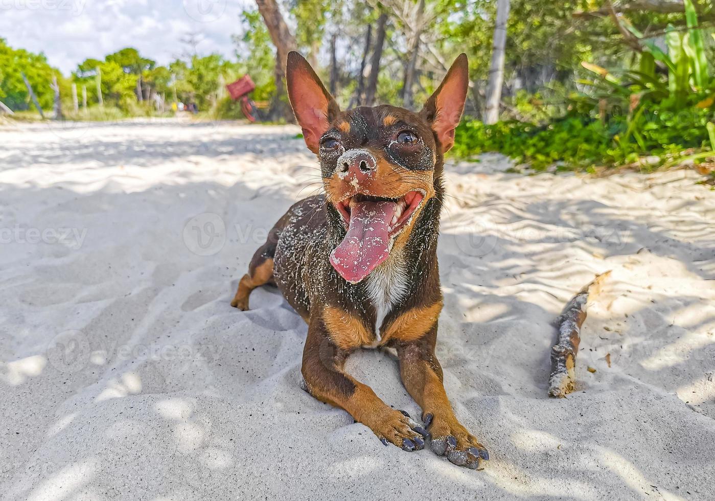 Perro chihuahua mexicano en la playa playa del carmen mexico. foto