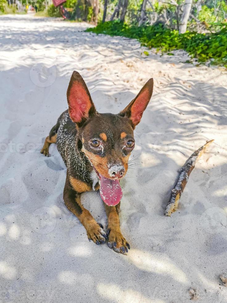 Mexican Chihuahua dog on the beach Playa del Carmen Mexico. photo