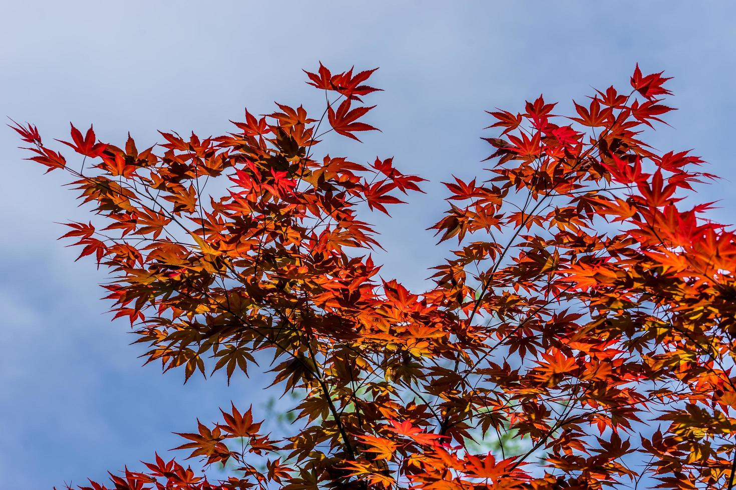 The branches and leaves of the red canadian maple. photo