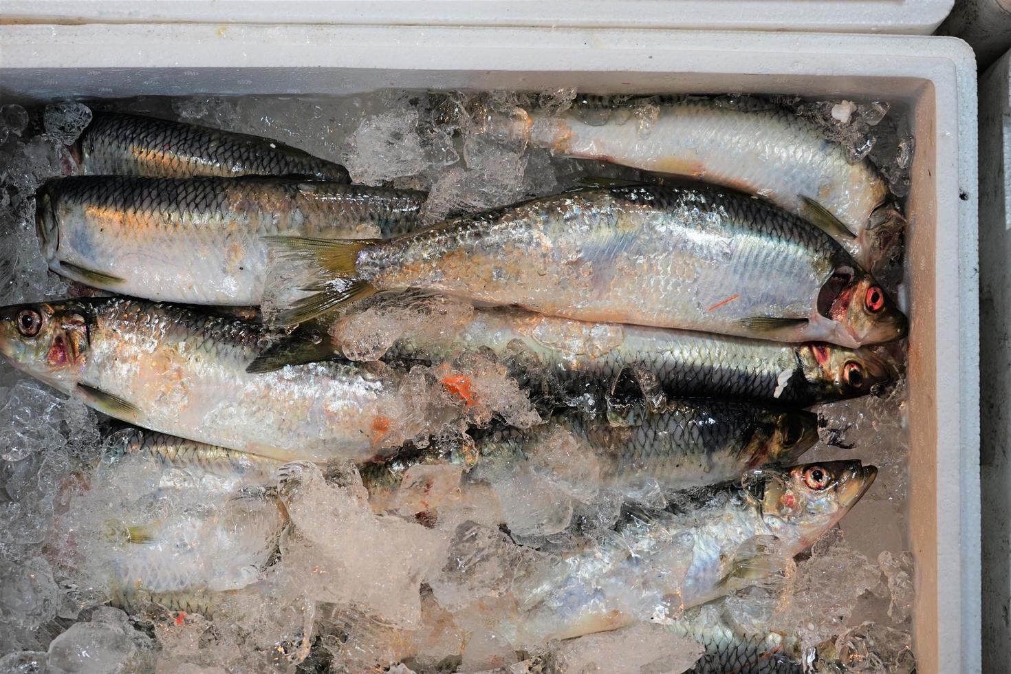 pescado fresco en el mercado foto