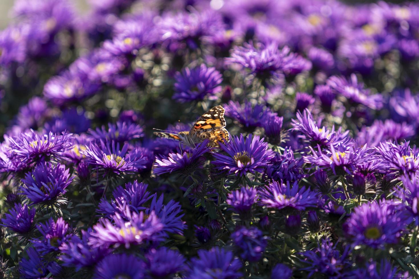 Flowers of aster Verginskaya close-up with a butterfly photo