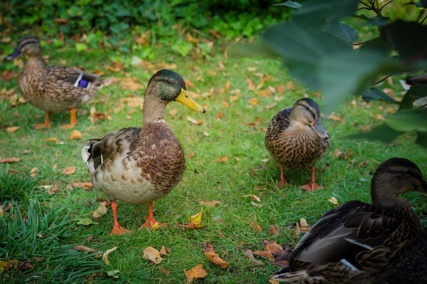 patos reales caminar en un jardín verde foto