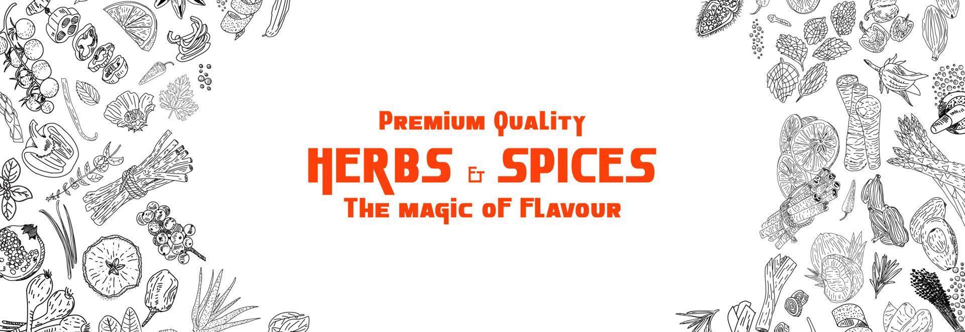 Hand drawn herbs and spices. Vector. vector