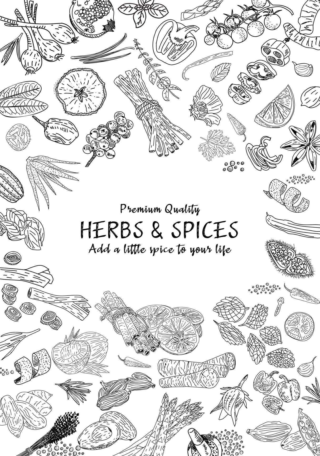 Hand drawn herbs and spices. Vector. 3709222 Vector Art at Vecteezy