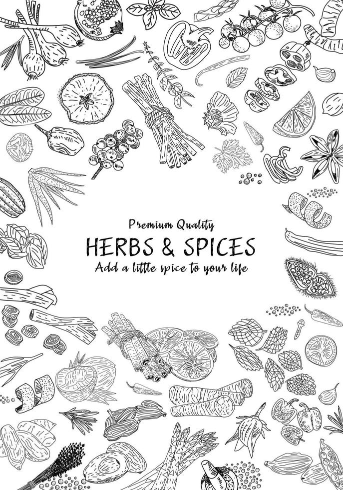 Hand drawn herbs and spices. Vector. vector