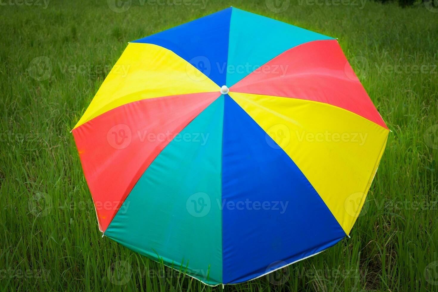 Cerrar coloridos paraguas colocados en los campos de arroz de siembra foto