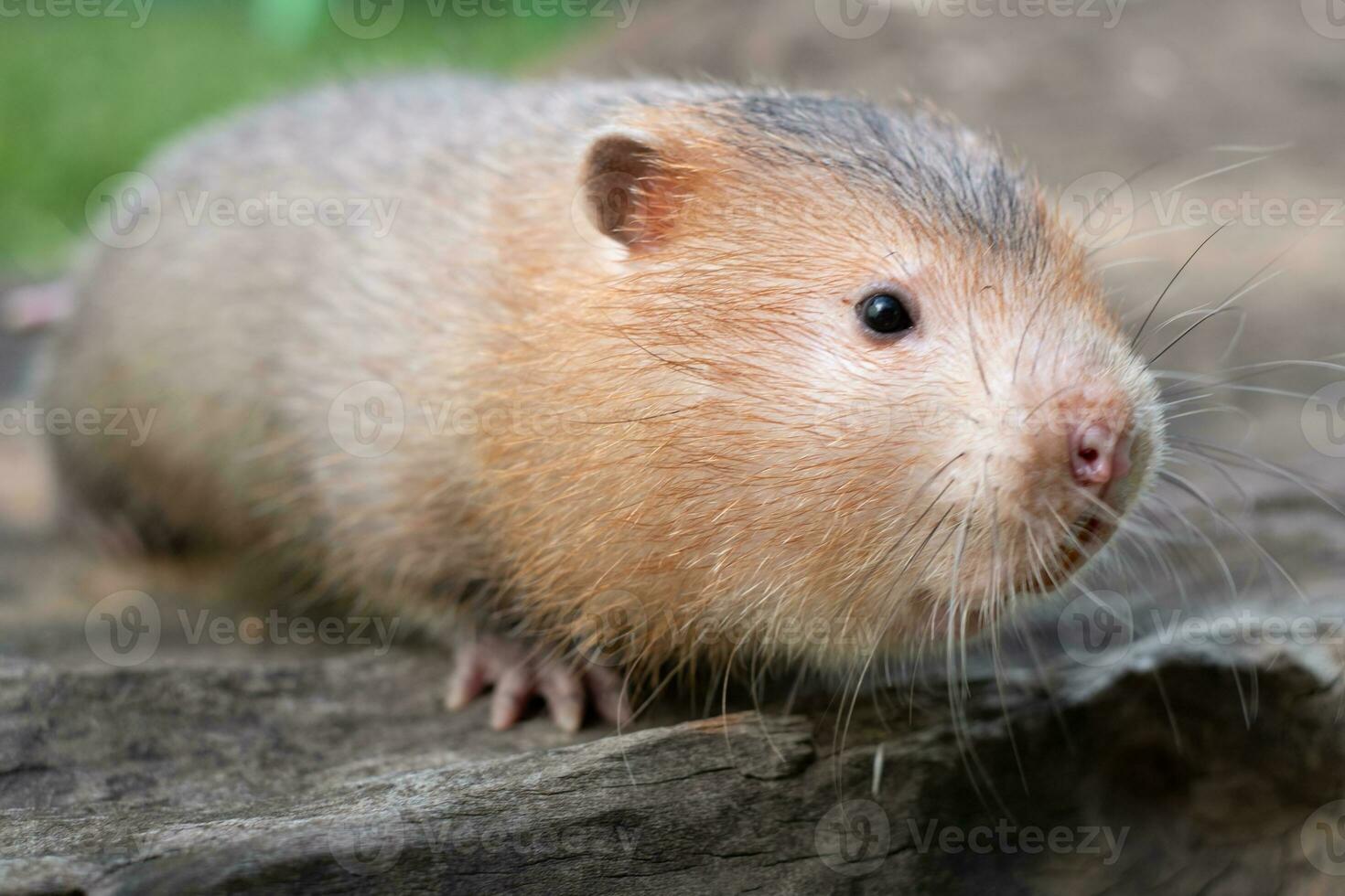 Mole rat or Large bamboo rat in the garden 3710280 Stock Photo at Vecteezy