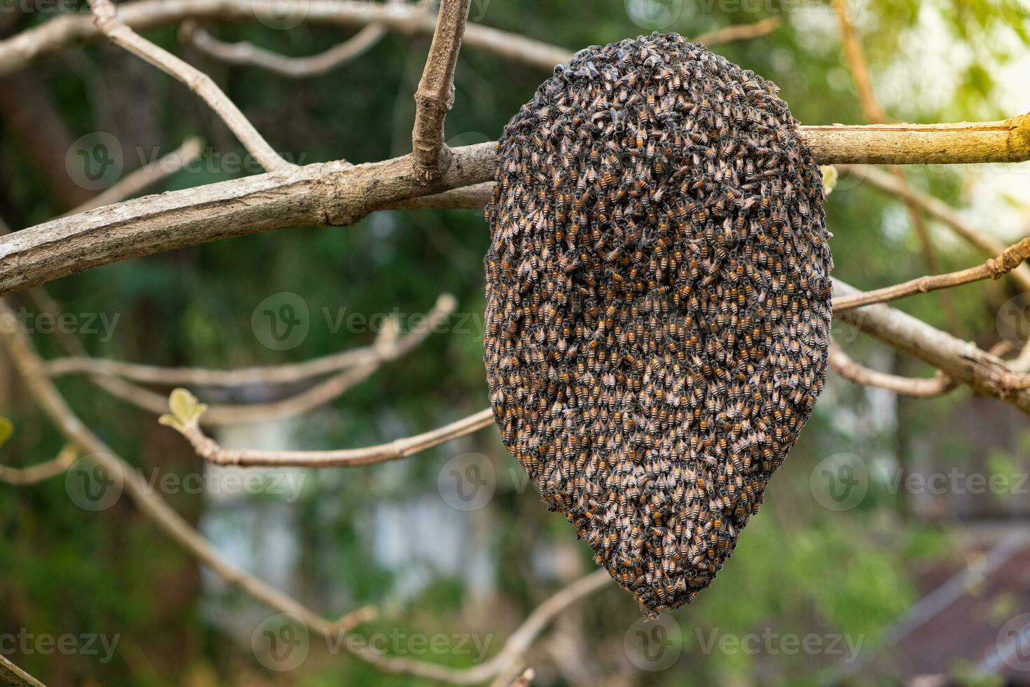 Jungle honeycomb on a tree branch in the forest, The MIM honey bee has the scientific name Apis florea photo