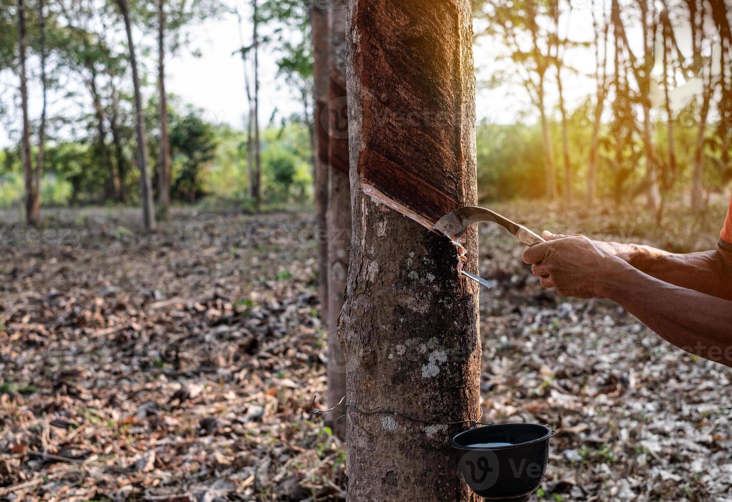 Portrait gardener man tapping latex from a rubber tree form Thailand photo