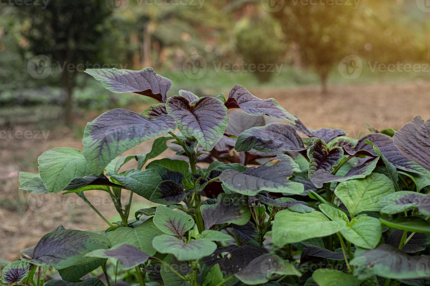 Spinach or red amaranth vegetables in gardens photo