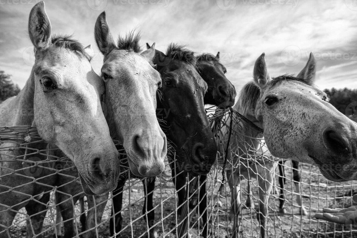 caballos comiendo en la granja foto
