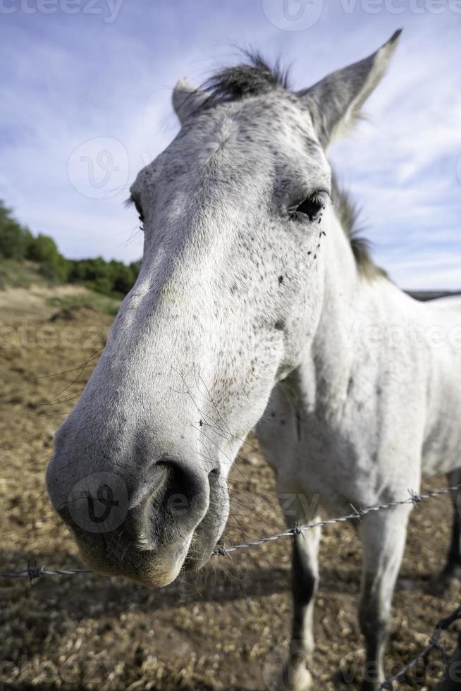 caballos comiendo en la granja foto