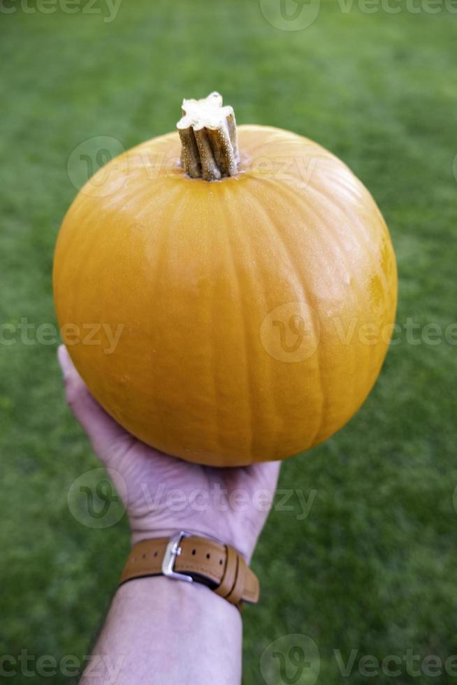 calabazas de halloween en la naturaleza foto