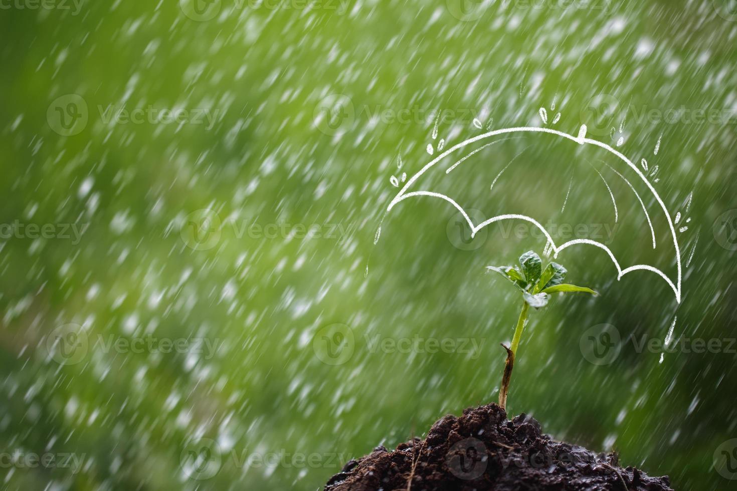 Umbrella protects the sapling from rain photo
