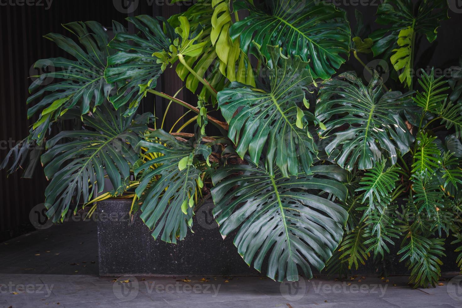 Giant Monstera leaves photo