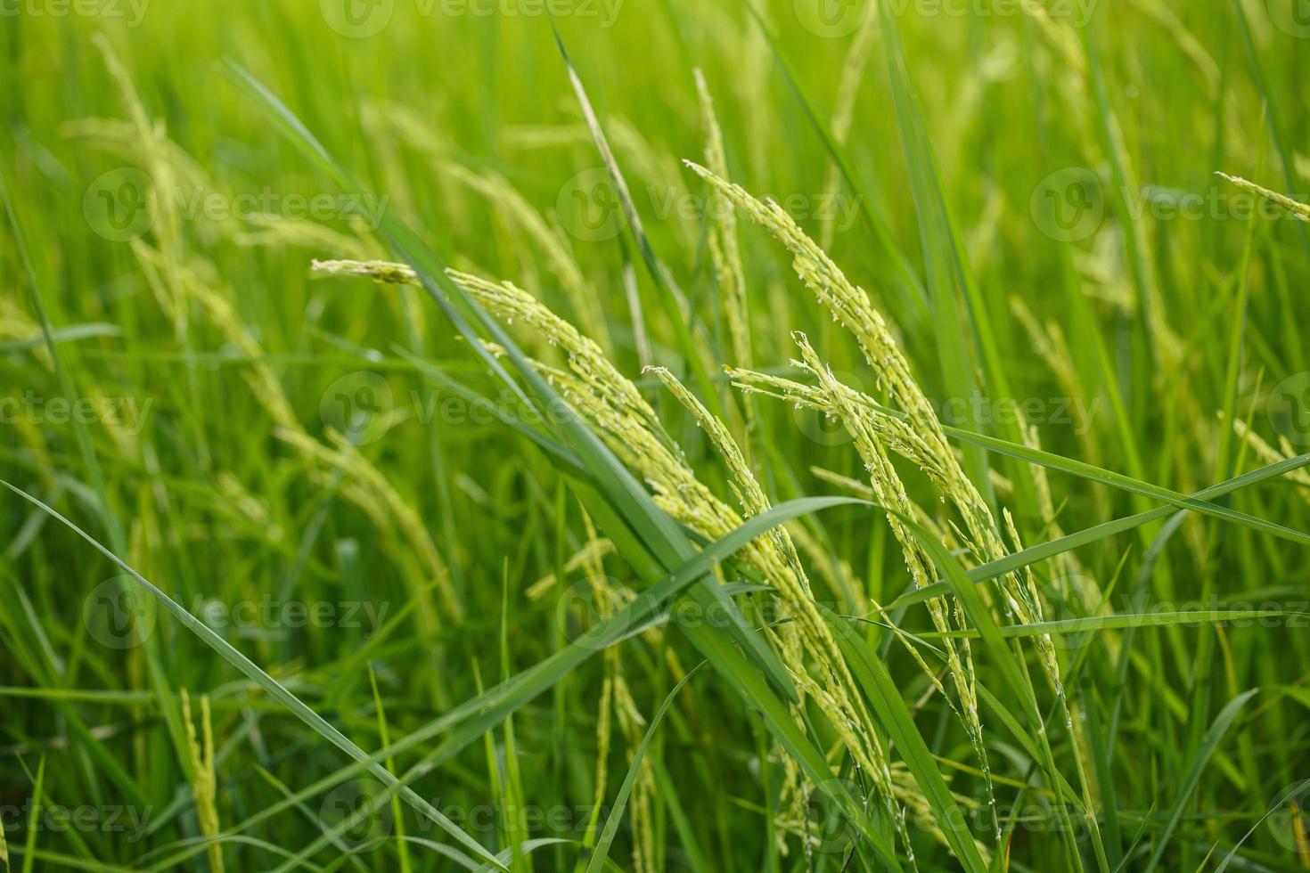 Rice flowers on field photo