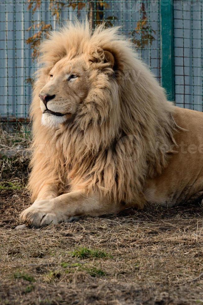 especies raras y en peligro de extinción de leones blancos, zoológico y vida animal en él. foto