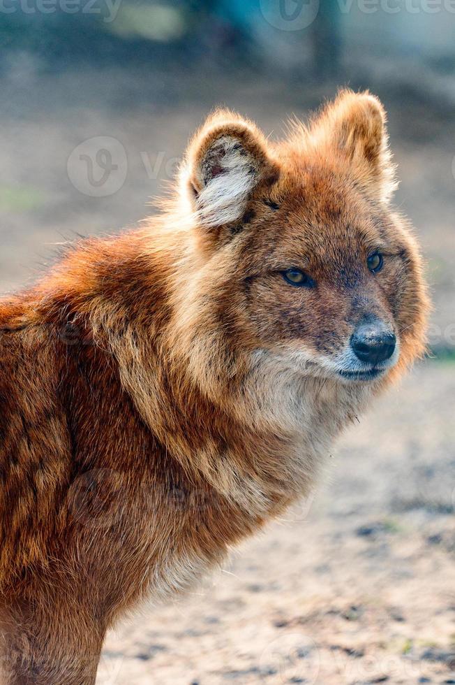 lobo rojo en el zoológico, una bestia de presa en una jaula. foto