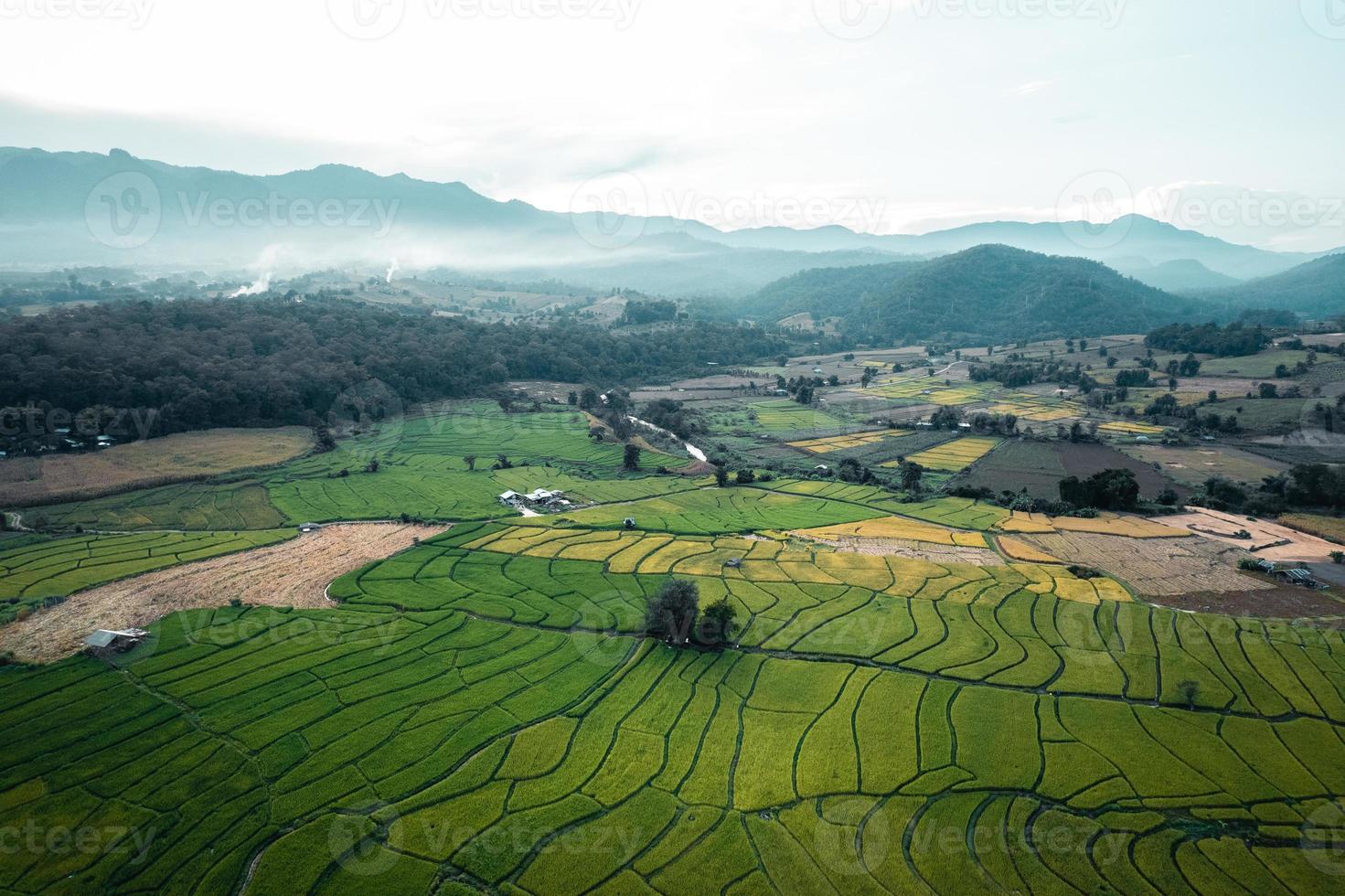 campos de arroz verde y agricultura vista de ángulo alto foto