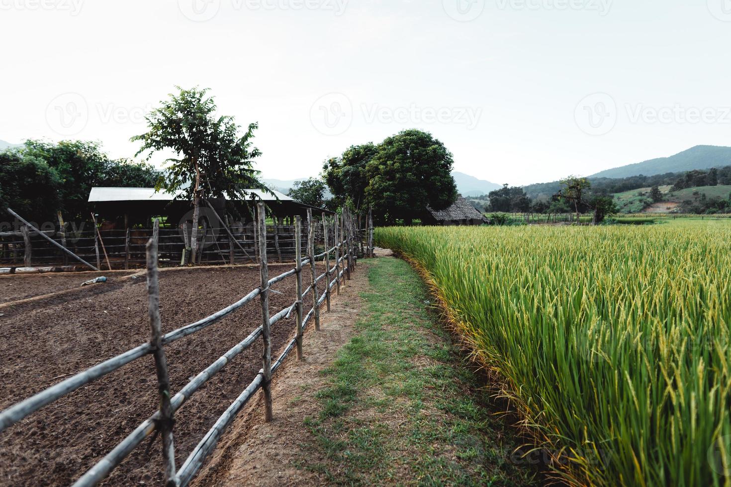 las plantas de arroz en los campos, arrozales foto
