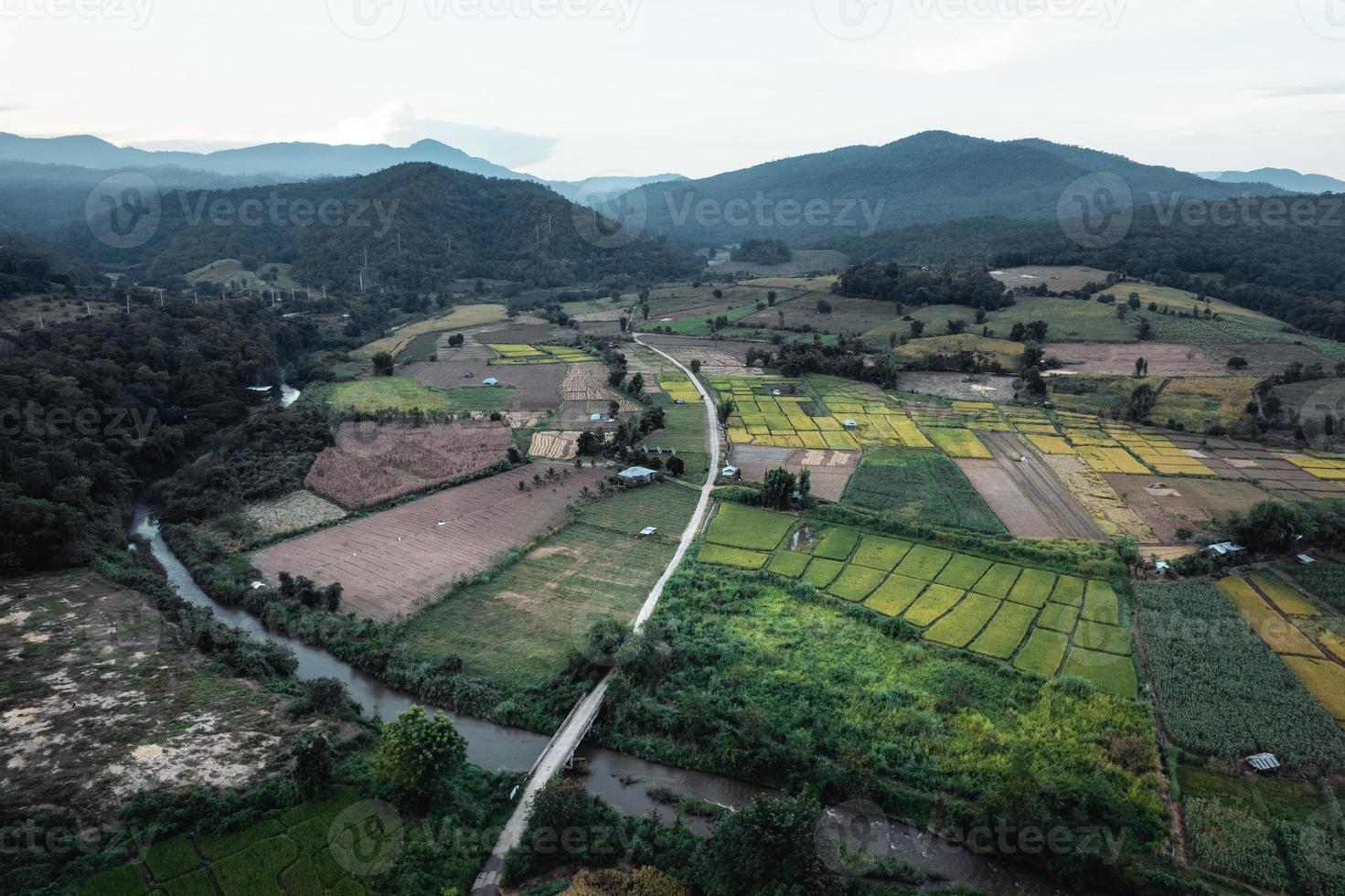 Green rice fields and farming high angle view photo