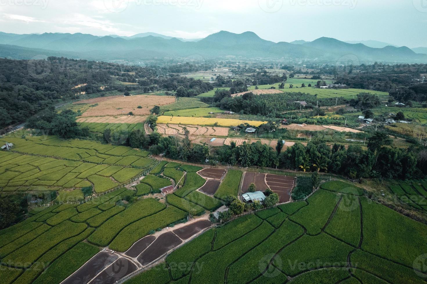 Green rice fields and farming high angle view photo