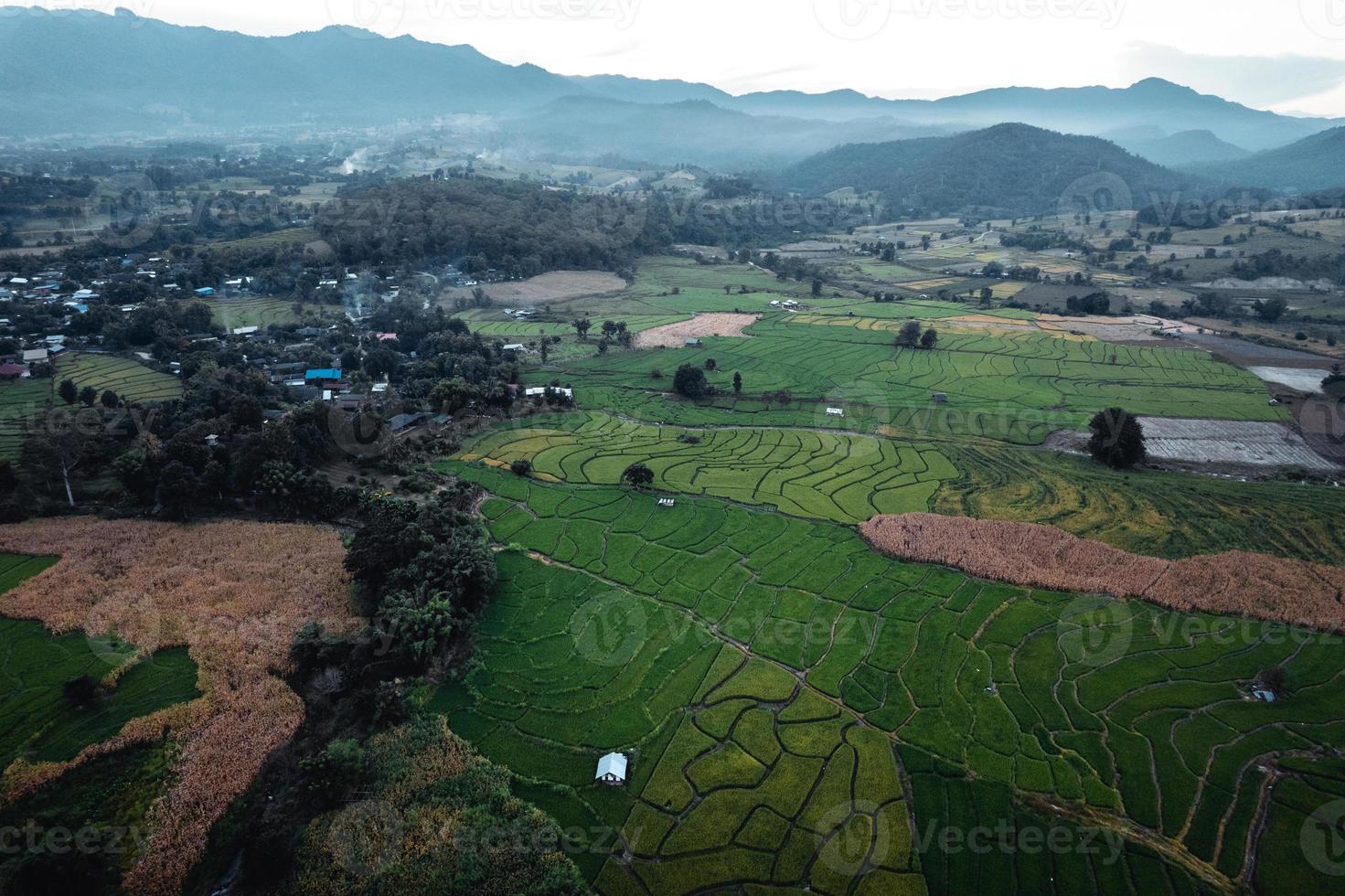 Green rice fields and farming high angle view photo