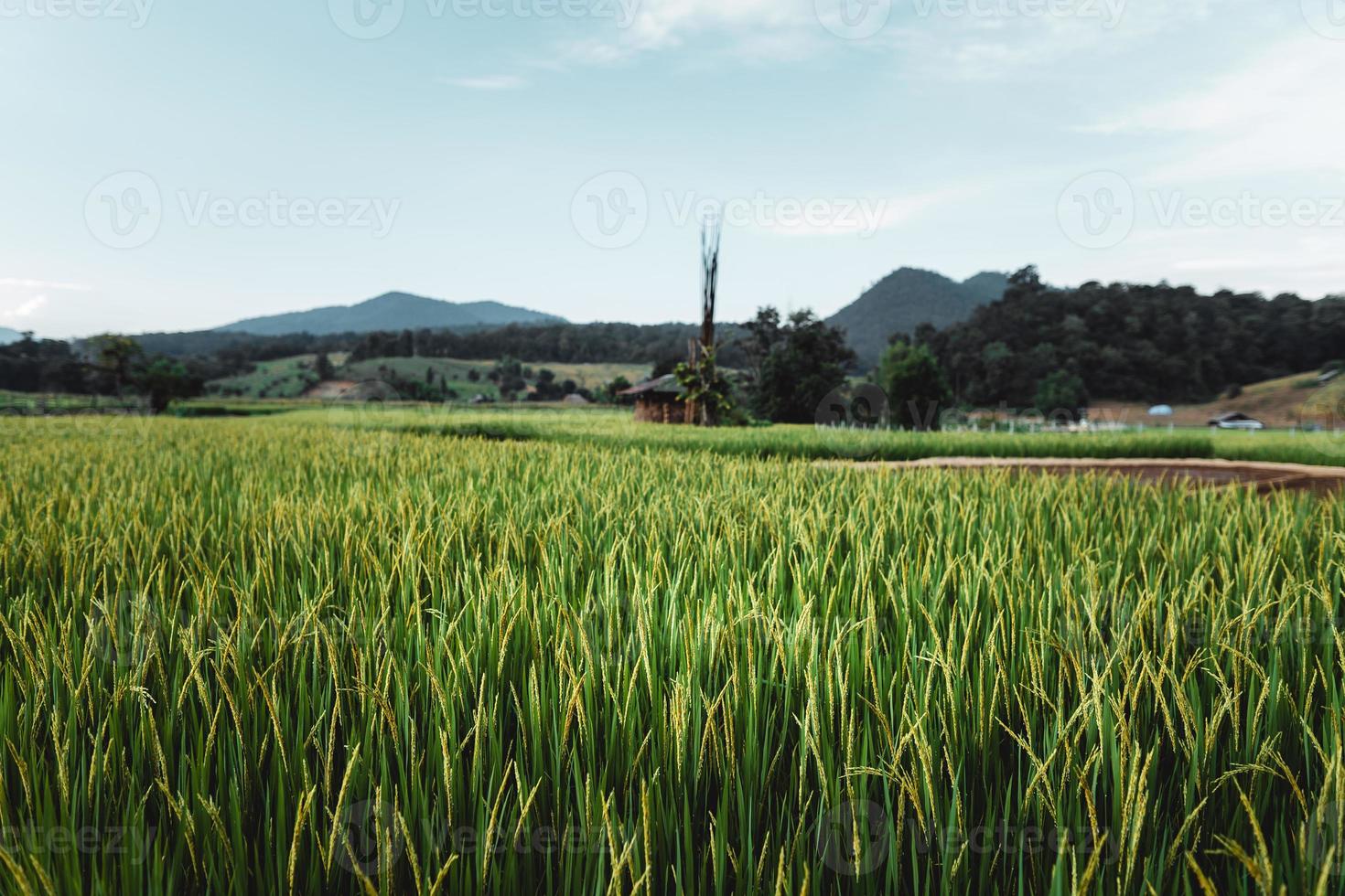 las plantas de arroz en los campos, arrozales foto