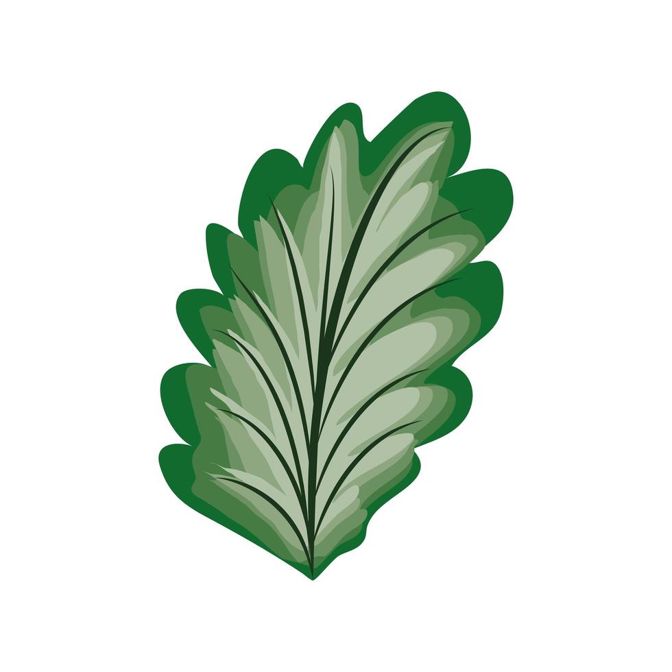 leaf delicate decoration vector