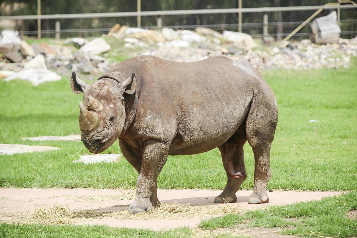 DUBBO, AUSTRALIA, JANUARY 4, 2017 - Black rhinoceros from Taronga Western Plains Zoo in Dubbo. This city zoo was opened at 1916 and now have more than 4000 animals photo