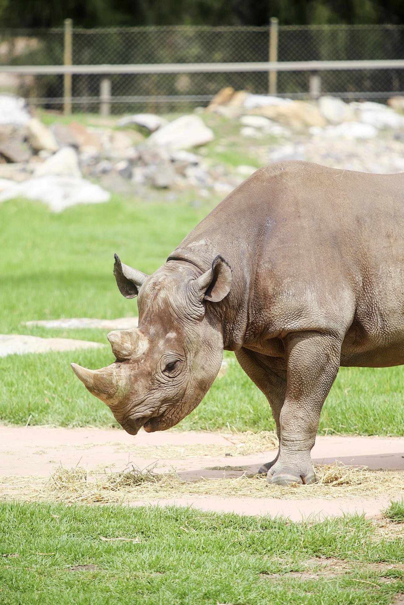 DUBBO, AUSTRALIA, JANUARY 4, 2017 Black rhinoceros from Taronga Western Plains Zoo in Dubbo