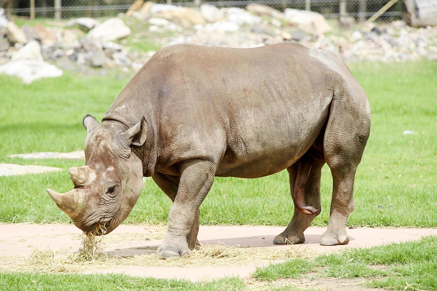 DUBBO, AUSTRALIA, JANUARY 4, 2017 - Black rhinoceros from Taronga Western Plains Zoo in Dubbo. This city zoo was opened at 1916 and now have more than 4000 animals photo