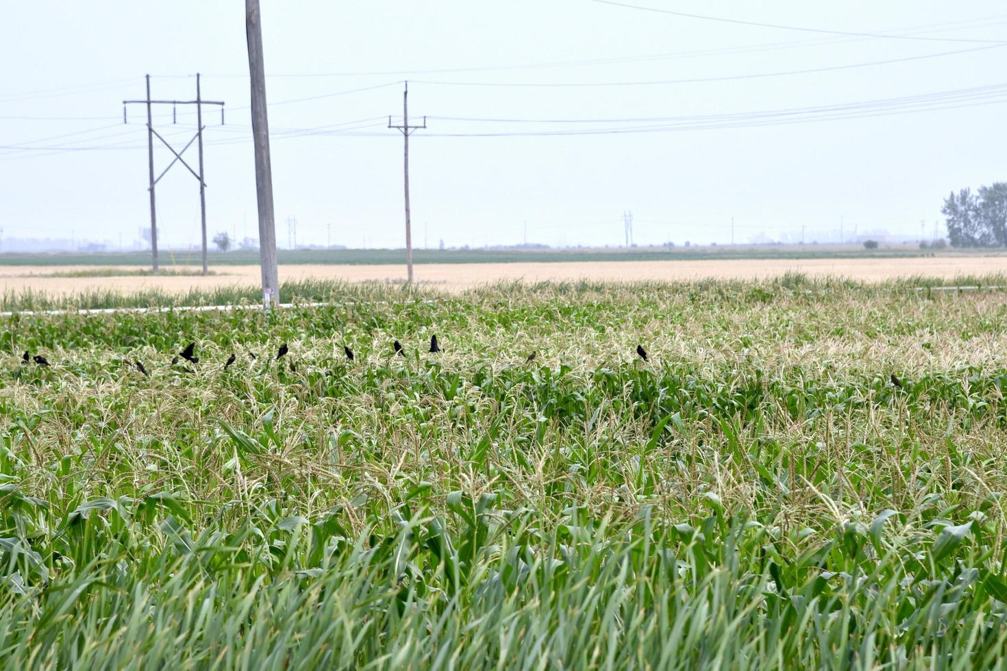 blackbirds in a field photo