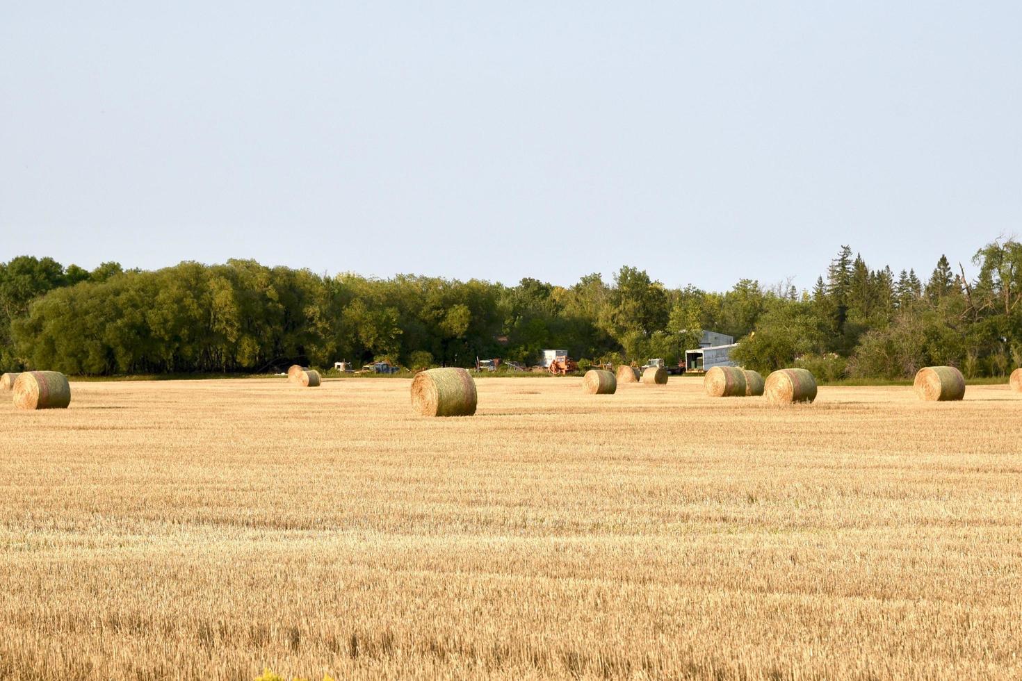 round bales in a field photo